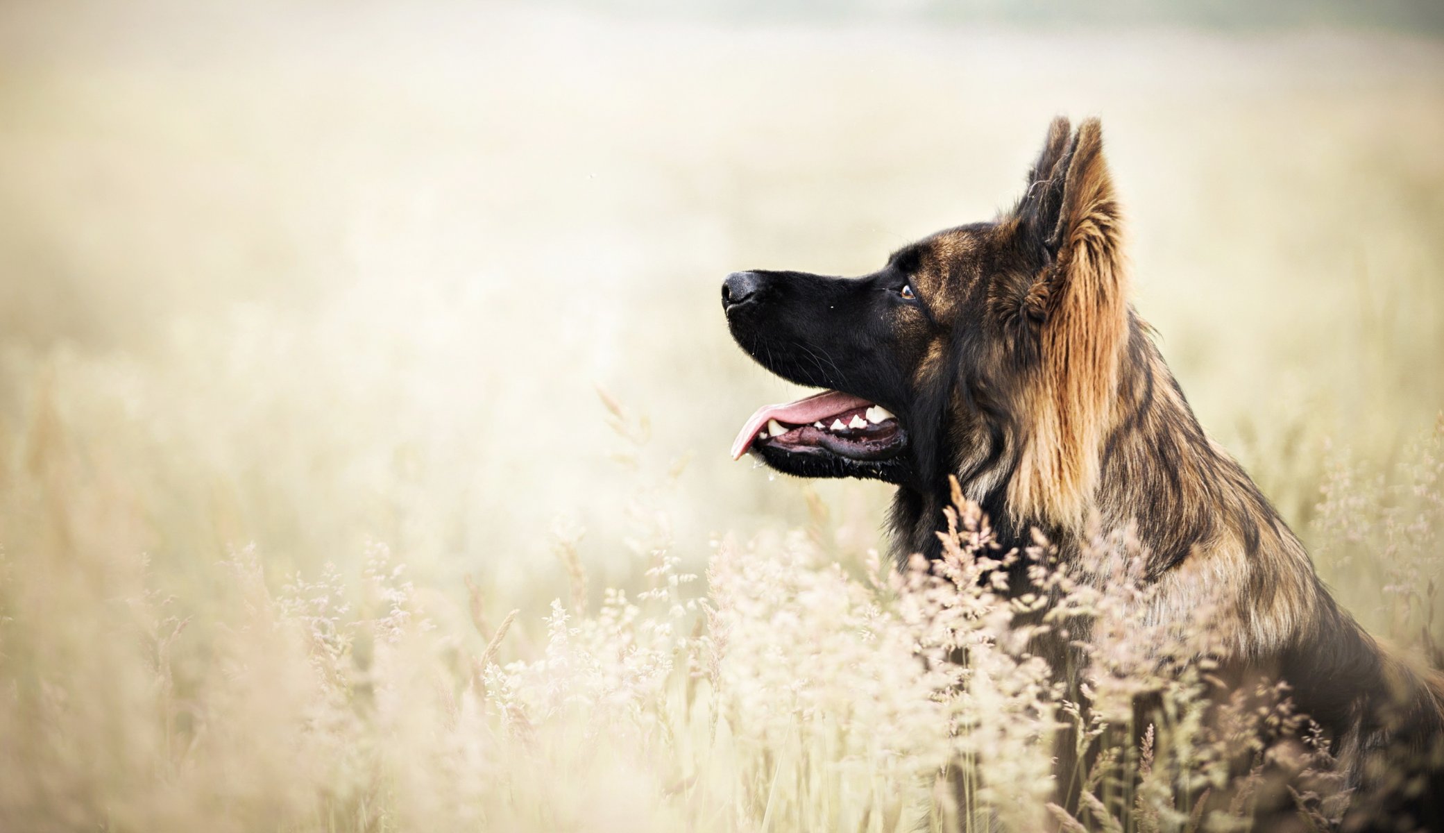 Взыскание ущерба при укусе собаки в Мге