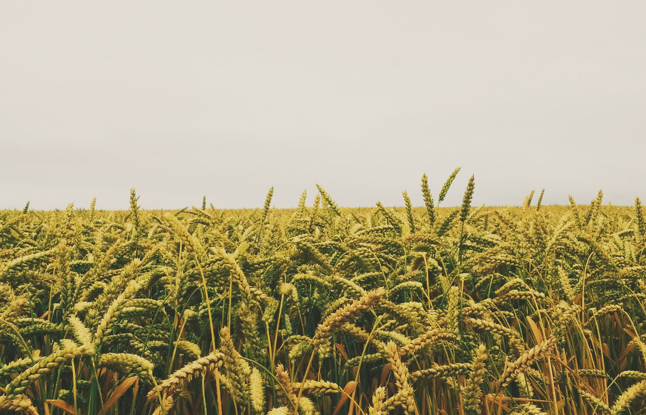 Юрист по земельным спорам в Мге. Услуги земельного юриста.
